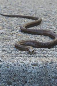 Common Garter Snake Journal