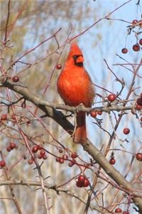 Red Male Northern Cardinal Bird Journal