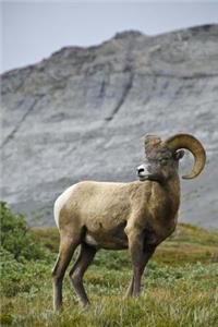 Bighorn Sheep Ovis canadensis Jasper National Park Alberta Canada Journal