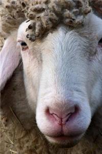 Such a Face! A Wooly Sheep Up Close with Hipster Curly Bangs Portrait Journal