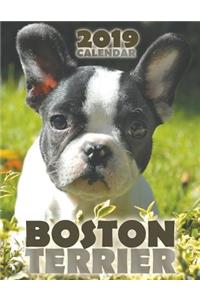 Boston Terrier 2019 Calendar