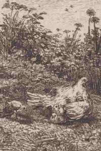 Chickens 4x6