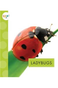 Ladybugs