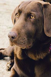 Cornell Notes Notebook