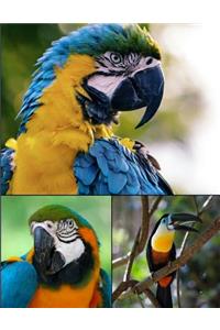 Tropical Birds Notebook Journal 150 Page College Ruled Pages 8.5 X 11