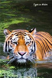 Tiger in Water