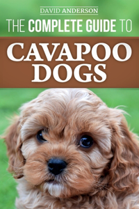 Complete Guide to Cavapoo Dogs