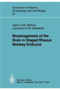 Morphogenesis of the Brain in Staged Rhesus Monkey Embryos