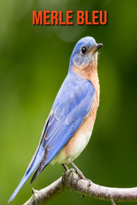 Merle Bleu