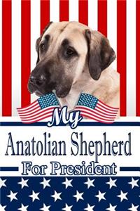 My Anatolian Shepherd for President