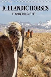 Icelandic Horses from Brimilsvellir