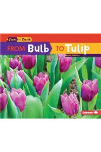 From Bulb to Tulip