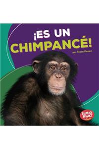¡Es un chimpancé! (It's a Chimpanzee!)