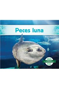 Peces Luna (Mola Ocean Sunfish)