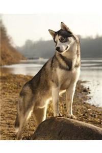 Siberian Husky