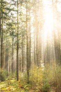 Sunlight in an Dreamy Forest Journal