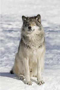 A Timber Wolf Basking in the Winter Sun Journal