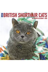 British Shorthair Cats 2020 Wall Calendar