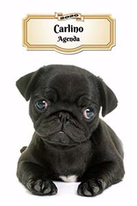 2020 Carlino Agenda