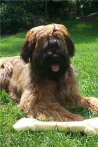 Brown Briard Dog Journal