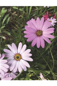 Notebook: Daisies Design Cover - Blank Journal / Sketch / Drawing Book - 8.5 X 11 Paper - Unlined Notebook / Journal - 100 Pages