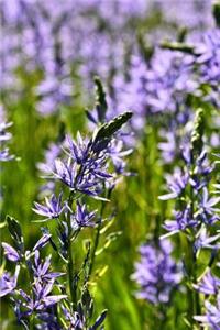 Prairie Lily Camassia Flowers Journal