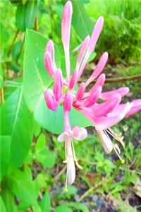 2019 Weekly Planner Blooming Honeysuckle Vine 134 Pages