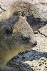 A Cute Pair of Hyrax Journal