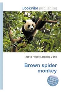 Brown Spider Monkey