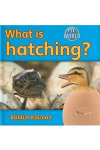 What Is Hatching?