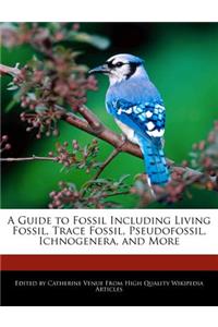A Guide to Fossil Including Living Fossil, Trace Fossil, Pseudofossil, Ichnogenera, and More