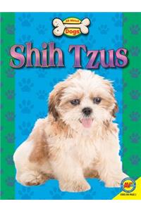 Shih Tzus