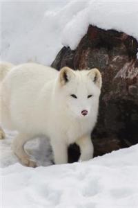 Lovely White Arctic Fox Wild Animal Journal