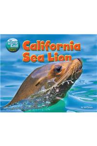 California Sea Lion