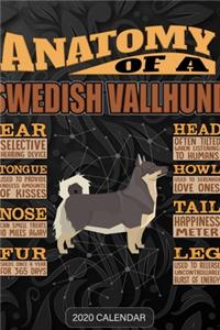 Anatomy Of A Swedish Vallhund