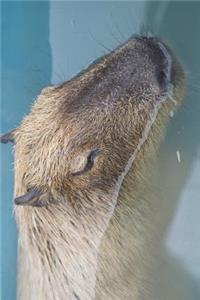The Capybara Surfaces from the Depths of the Pool Journal