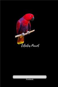 Eclectus Parrot