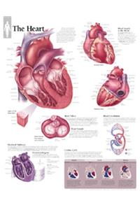 Heart Laminated Poster