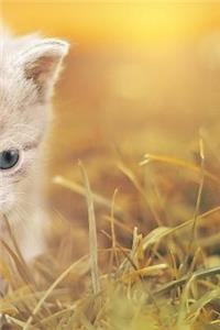 Baby Cat Notebook