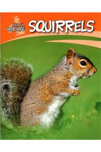 Squirrels