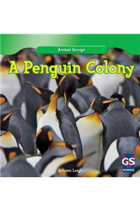 A Penguin Colony