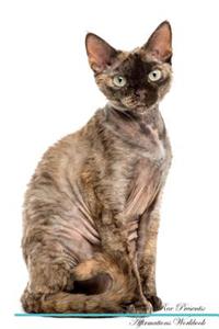 Devon Rex Affirmations Workbook Devon Rex Presents