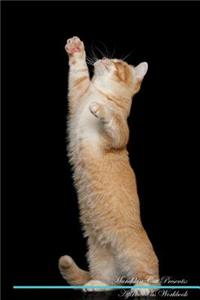 Munchkin Cat Affirmations Workbook Munchkin Cat Presents
