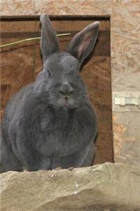 Gorgeous Gray Rabbit Journal