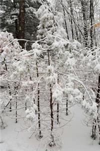 Journal Winter Photography