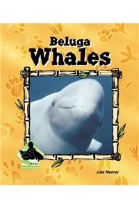 Beluga Whales