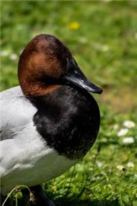 Pochard Duck Waddling on the Grass Journal