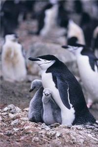 Chinstrap Penguin Notebook