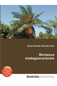 Borassus Madagascariensis