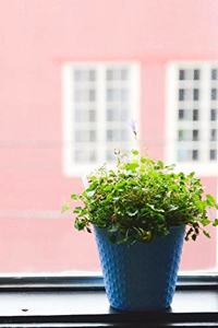 Charming Green Plant in a Blue Pot on a Windowsill Journal: 150 Page Lined Notebook/Diary